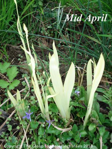 OW 002 pseudata foliage grden setting mid April